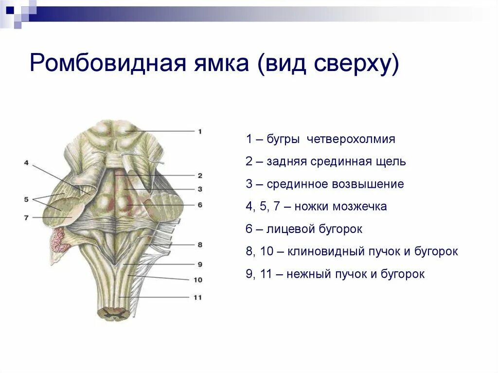 Ромбовидная ямка продолговатого мозга схема. Ромбовидная ямка строение ядра. Лицевой бугорок ромбовидной ямки.