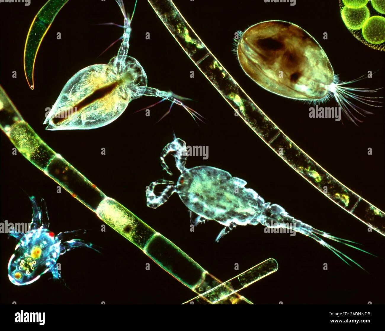 Зоопланктон дафния. Планктонные ракообразные. Зоопланктоны ракообразные. Зоопланктон кладоцеры.