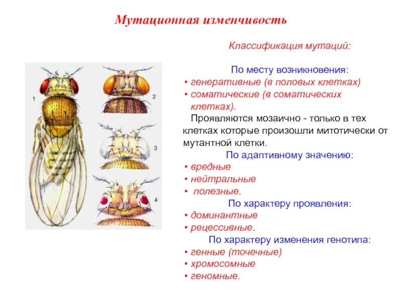 Мутации по генотипу. Классификация мутаций по происхождению. Мутации по месту возникновения. Классификация мутаций по характеру изменения генотипа. Классификация мутаций соматические и генеративные.