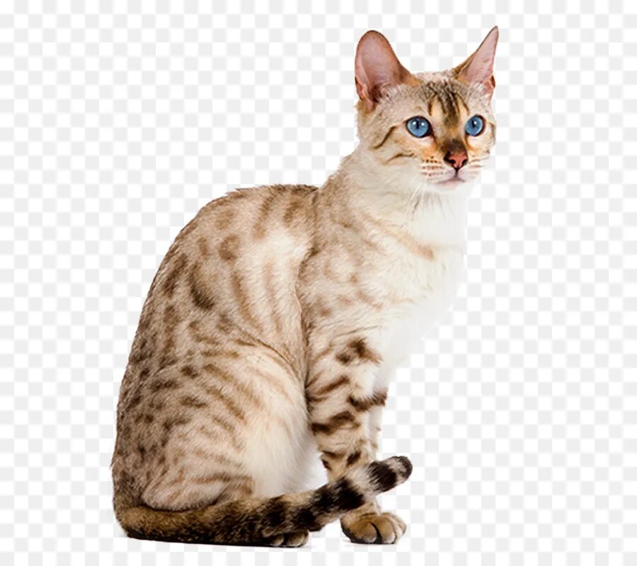 Прозрачная кошка. Бенгальская кошка Калифорнийская. Бенгальская на белом фоне. Бенгальская кошка на белом фоне. Бенгал на белом фоне.