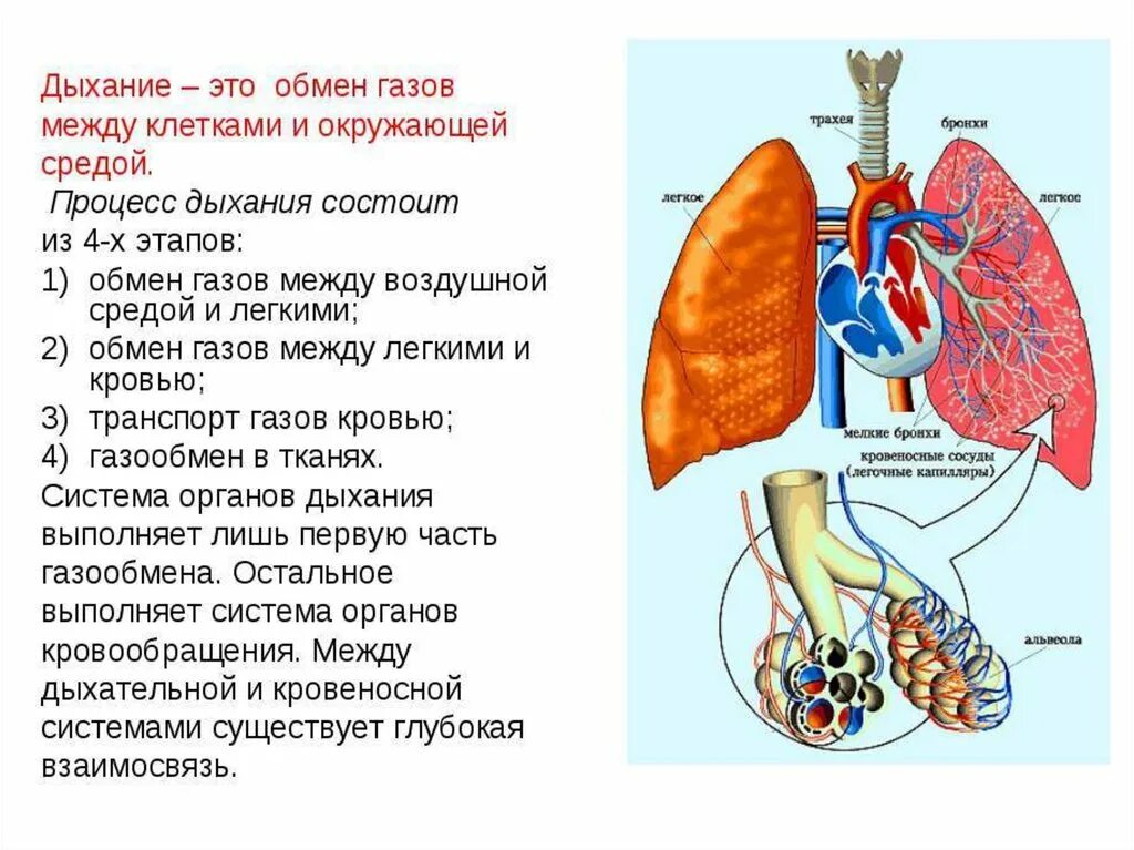 Процесс вдоха человека. Какие системы задействованы в процессе дыхания?. Этапы процесса дыхания схема. Процесс дыхания человека. Дыхание это обмен газов между.