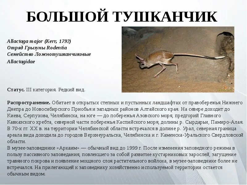 Тушканчик сообщение 4. Тушканчик сообщение 4