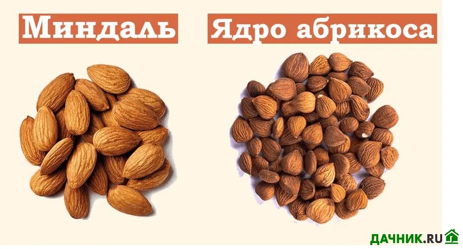Косточка миндаля. Косточка абрикоса это миндаль. Миндаль из косточки абрикоса. Косточка абрикоса это миндаль. Отличить миндаль от абрикосовой косточки.