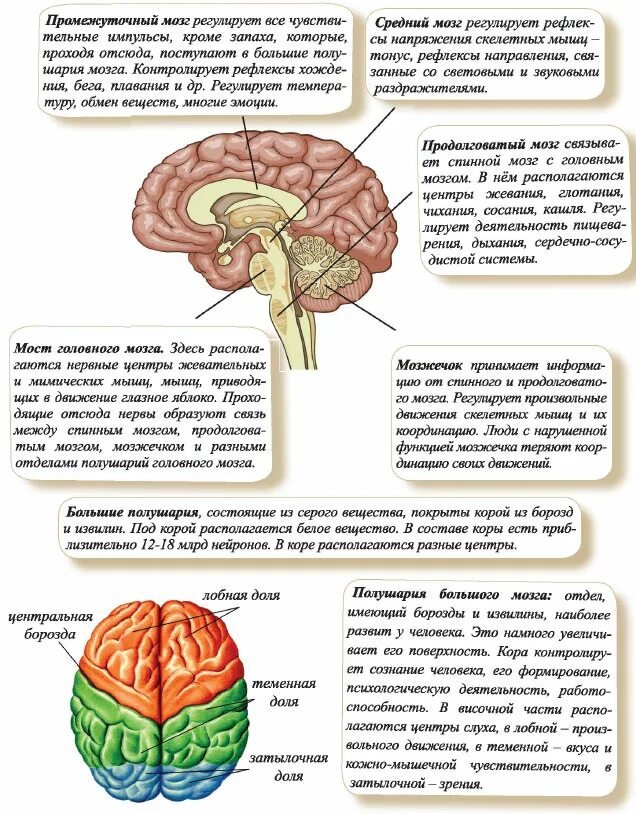 Тест по теме головной мозг