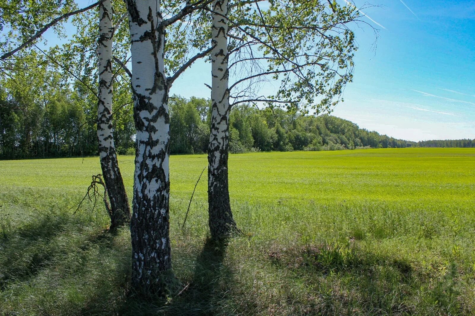 Милая роща. Русская роща. Милая роща фото. Песня милая роща слушать