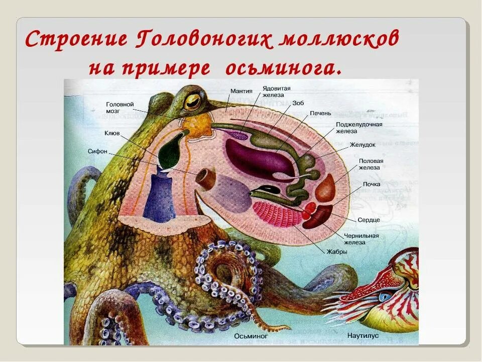 Строение сердца головоногих моллюсков. Внутреннее строение головоногих. Внутренеестроение головоногих моллюсков. Внутреннее строение головоногих моллюсков осьминог.