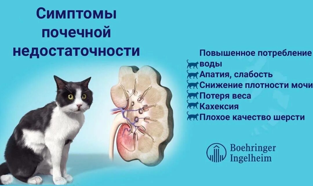 Болезни кормящей кошка. Симптомы хронической почечной недостаточности у котов. Стадии острой почечной недостаточности у кота. Хроническая болезнь почек (ХБП).У кошек. Хроническая почечная недостаточность у кошек.