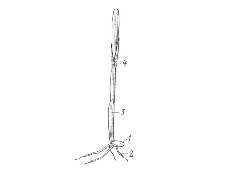 Колеоптиль. Колеоптиль у пшеницы это. Проросток пшеница рис. Всходы пшеницы рисунок. Колеоптиль у пшеницы с антоциановой окраской.