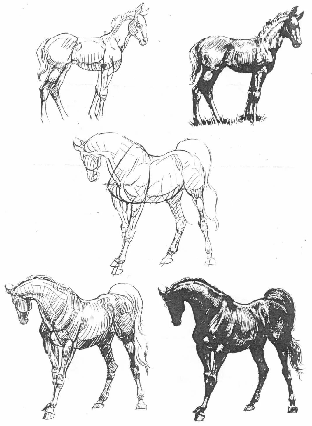 Карандашный набросок 5 букв сканворд. Наброски лошадей. Лошадь скетч. Лошадь рисунок карандашом. Зарисовки животных в движении.