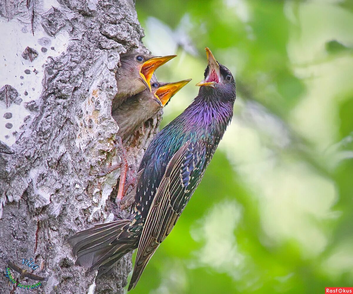 серый скворец. пойманные скворцы быстро привыкают. скворец с червяком. прокудина птица. птенец скворца.