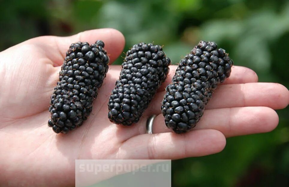 Сорт ежевики коламбия санрайз. Сорт ежевики коламбия санрайз. Ежевика кэддо. Ежевика коламбия гигант. Ежевика натчез.