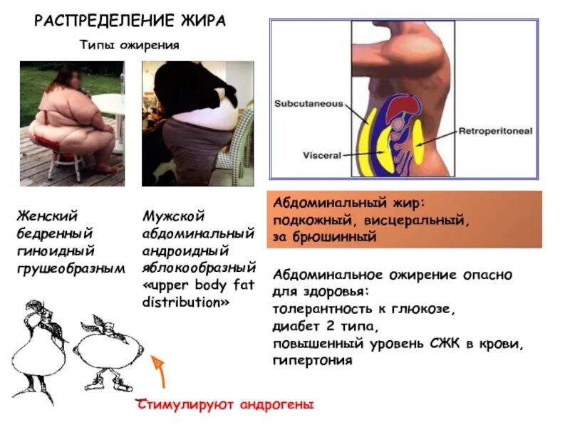 Абдоминальный и висцеральный жир. Абдоминальное и висцеральное ожирение. Висцеральный Тип ожирения. Абдоминальное распределение жира.