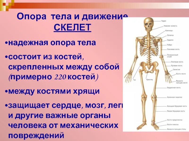Опора тела и движение. Опора тела движения скелет. Опора тела организмов. Опора тела и движение презентация.