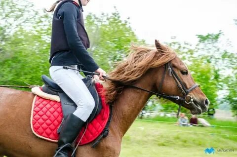 Спорт на лошадях 6