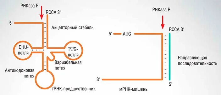 Каталитическая рнк. РНКАЗА строение. ДНКАЗА И РНКАЗА. Эндонуклеаза РНКАЗА 3. РНКАЗА специфичность.