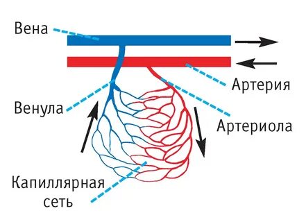 Артерия артериола капилляр