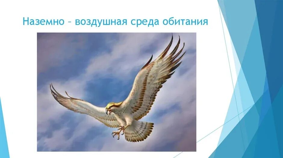 Наземно-воздушная среда. Наземно-воздушная среда обитания. Воздушно-наземная среда обитания. Воздушная среда обитания рисунок. Свойства наземно воздушной среды обитания 5