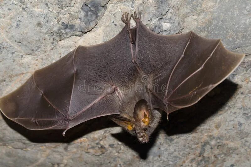 There are various myths surrounding bats those