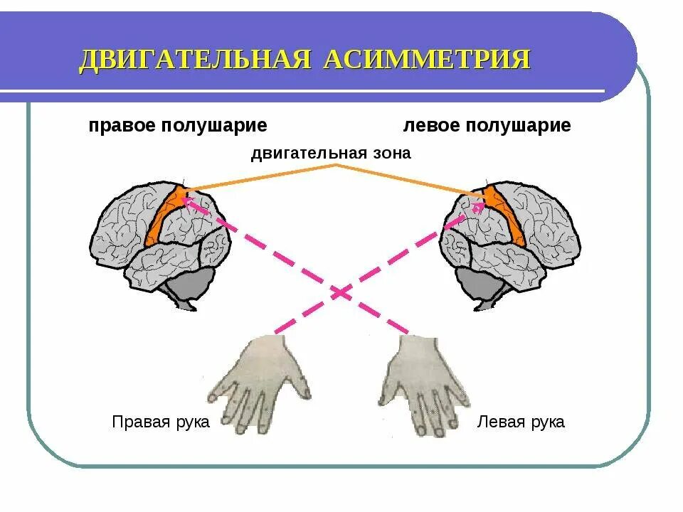 Левая рука правое полушарие. Взаимосвязь полушарий мозга. Связь правого и левого полушария. Схема левого полушария.