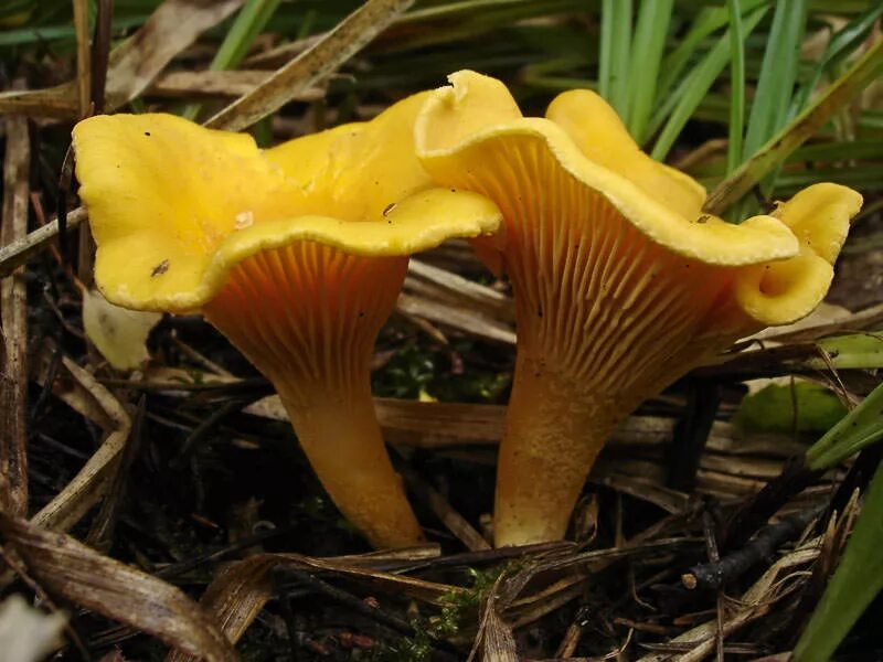 Лисичка обыкновенная. Лисичка желтая (Cantharellus cibarius). Шляпочные грибы лисички. Грибы рыжики и лисички. Грибы рыжики и лисички фото.
