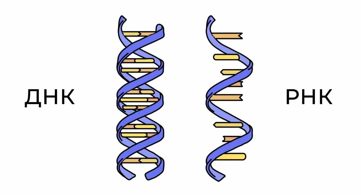 Днк 11 03 2024. Молекула ДНК И РНК рисунок. Строение ДНК И РНК. Схема ДНК И РНК. Цепочка ДНК И РНК.