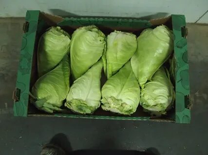 Капуста сорт везувий