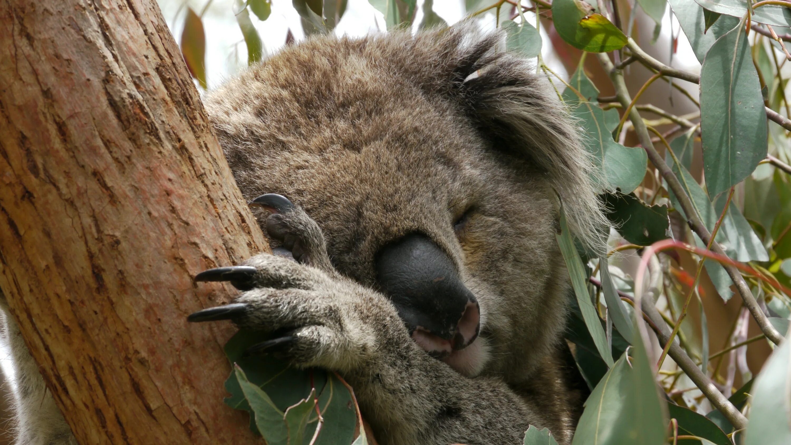 Коала. Коала в Австралии. Когти коалы. Лапа коалы.