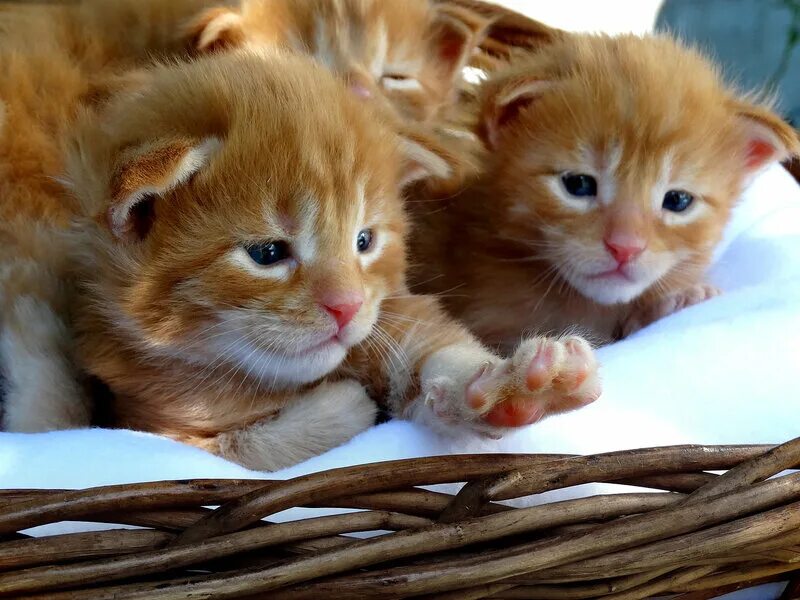 разные расцветки кошек. красивые котята. породы кошек таблица. британцы фолд и страйт. разные кошки.