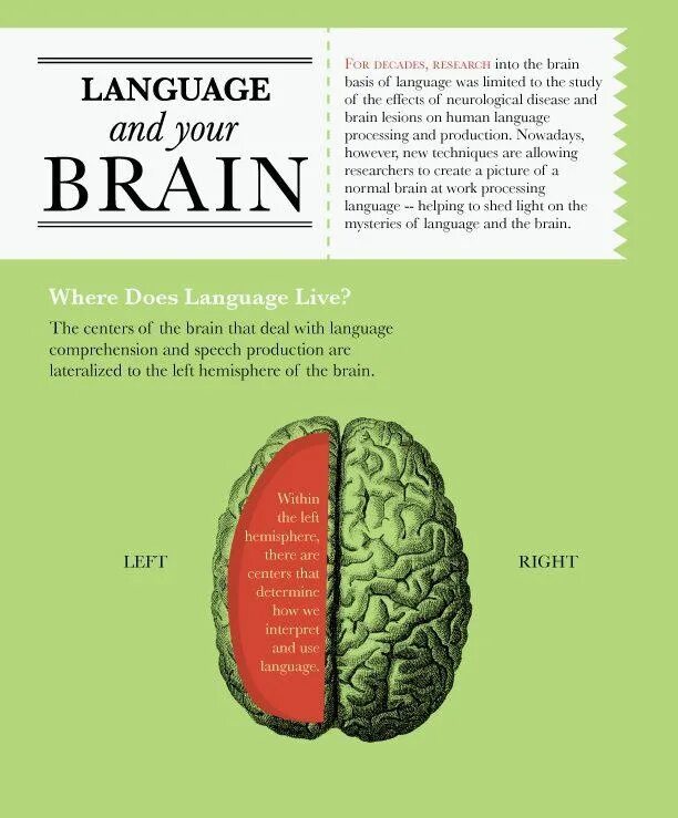 Мозг терапия инструкция. Brain and language. Язык и мозг. Learning Brain. Мозг обучение.