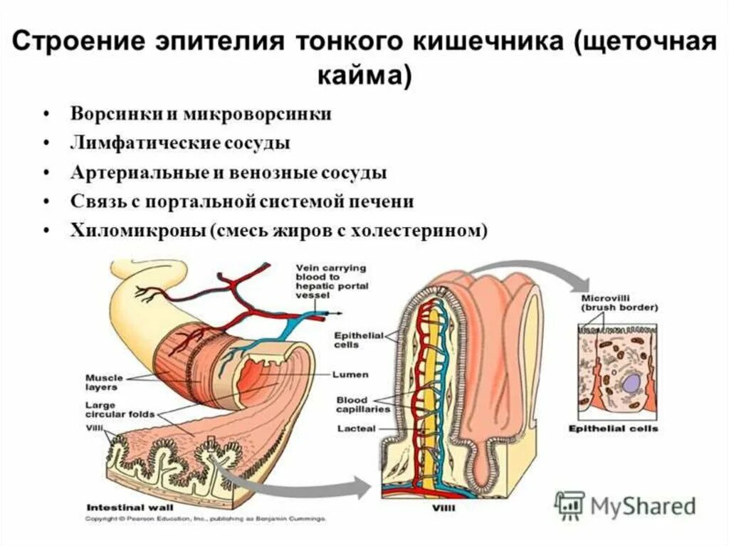 Какие вещества всасываются через ворсинки тонкого кишечника. Строение ворсинки кишки. Строение кишечной ворсинки. Микроворсинки кишечника строение. Строение эпителия тонкой кишки.