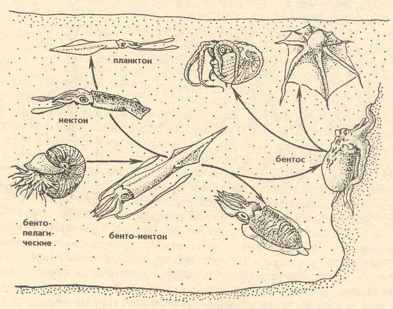 На рисунке изображен жизненный цикл планктонного рачка. Зоопланктоны ракообразные. Размножение членистоногих ракообразные. На рисунке изображен жизненный цикл планктонного рачка. На рисунке изображен жизненный цикл планктонного рачка.