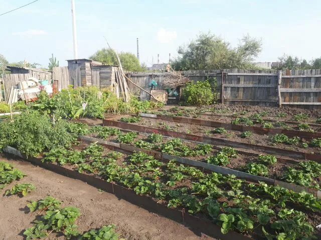 Авито Куйбышев. Фото дачи в Куйбышеве. Куйбышев н с о купить сад. Купить дачу в Куйбышеве Новосибирской области авито.