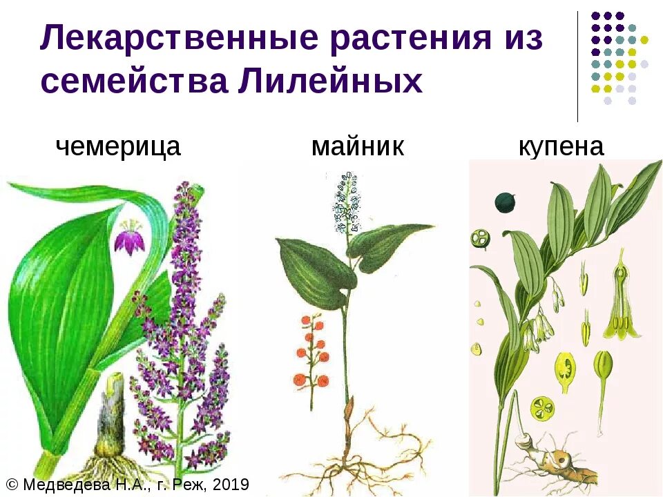 Лилейные лекарственные растения. Однодольные растения семейства Лилейные. Ядовитые Лилейные растения. Лилейные медоносы.