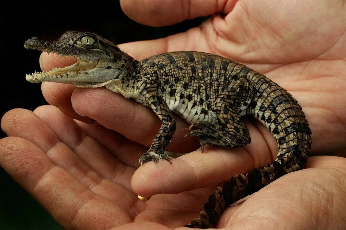 Карликовый Кайман. Нильский Кайман. Крокодиловый Кайман (Caiman Crocodylus). Карликовый Варан ящерица.