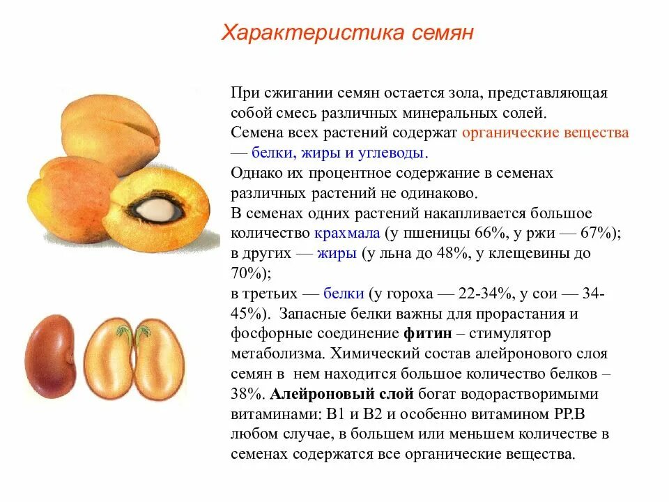 В каких семенах содержится большое количество белков