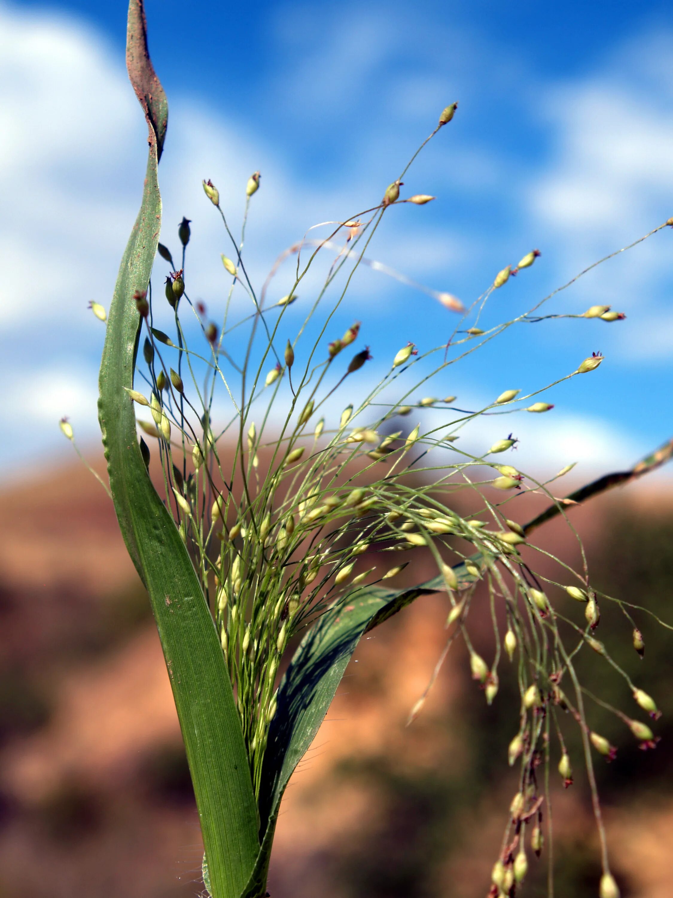 Просо паникум. Просо волосовидное. Просо (Panicum miliaceum). Просо волосовидное паникум.