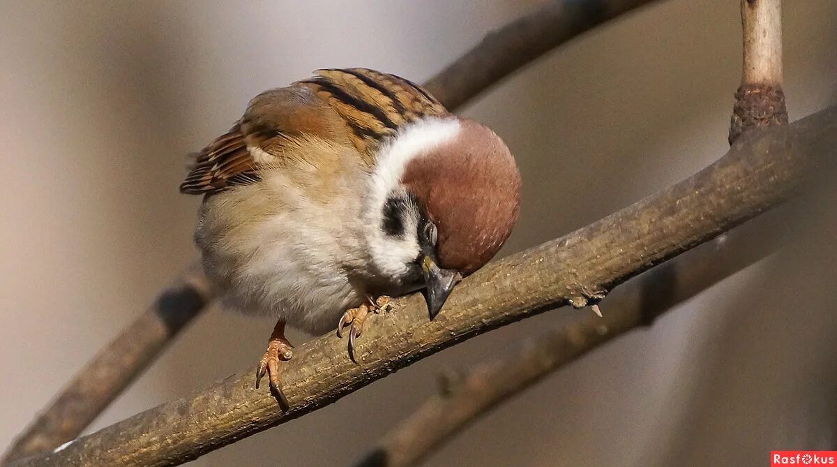 красивый воробей. воробьи спариваются. воробей и воробышек. красивое и чёткое фото, зверей и птиц вместе. все птицы животные все воробьи птицы.