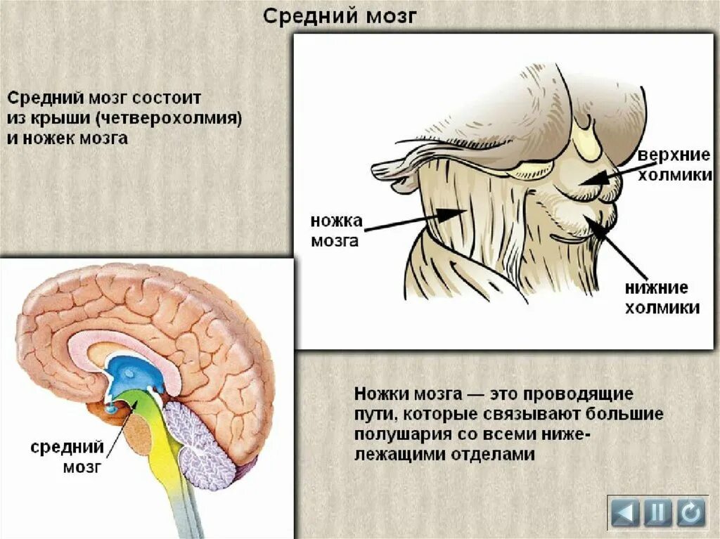 Структура головного мозг средний мозг. Отделы головного мозга четверохолмие. Отдел головного мозга средний мозг строение. Строение и функции среднего мозга. Функции структур среднего мозга