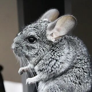 Шиншилла живет лет