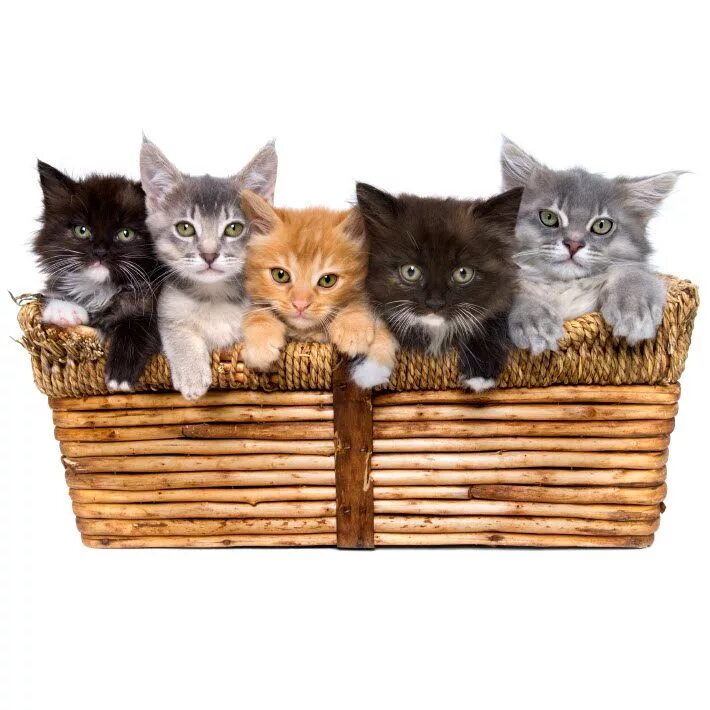 Кошка в лукошке. Котики в корзинке. Корзинка для кошки. Котята в корзинке на белом фоне. 1 кошка и 5 котят