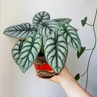 Алоказия дракон