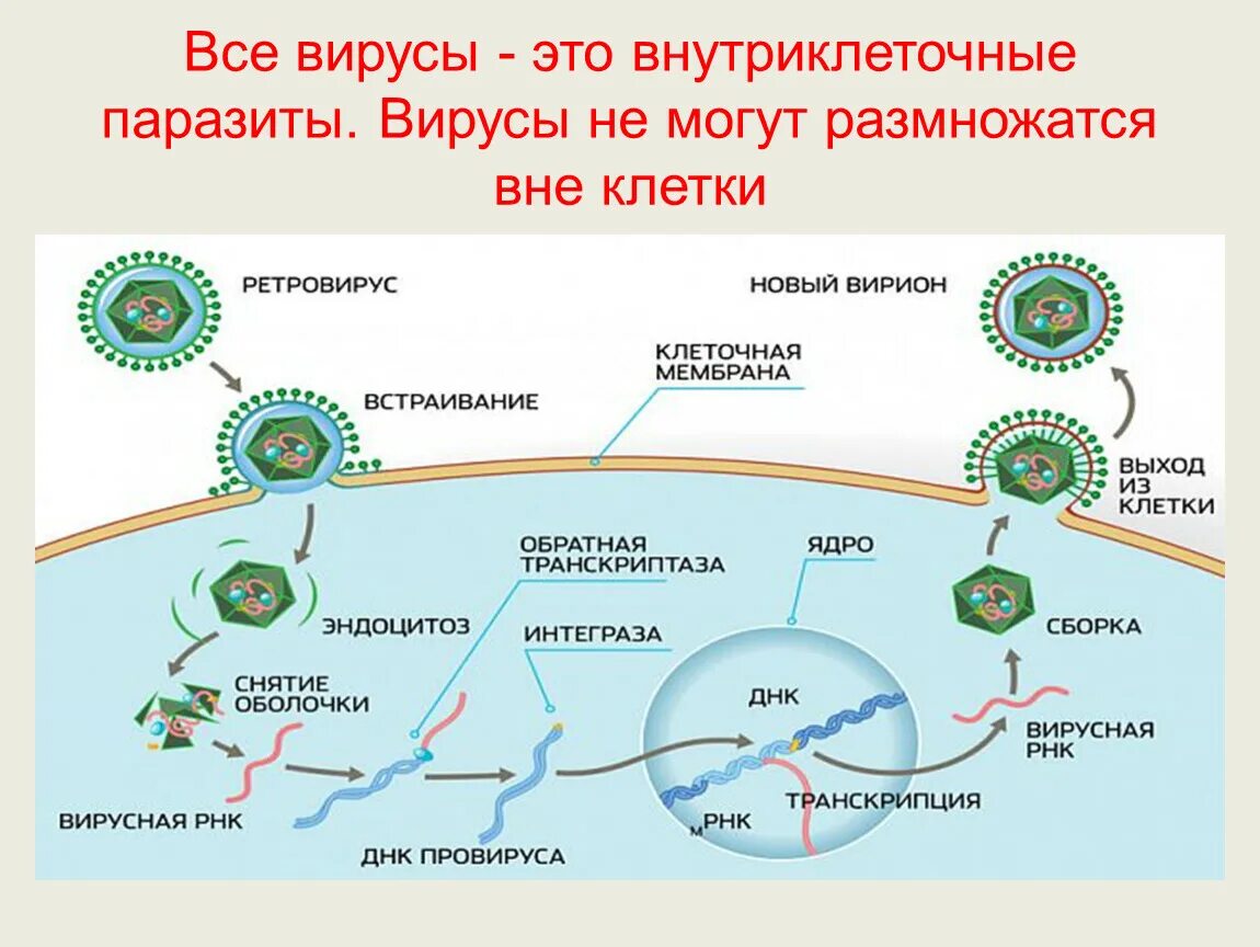 Вирусы способны размножаться только в живых клетках. Вирусы облигатные внутриклеточные паразиты. Внутриклеклеточные паразиты. Вирусы вне клетки. Размножение вирусов размножение вирусов.