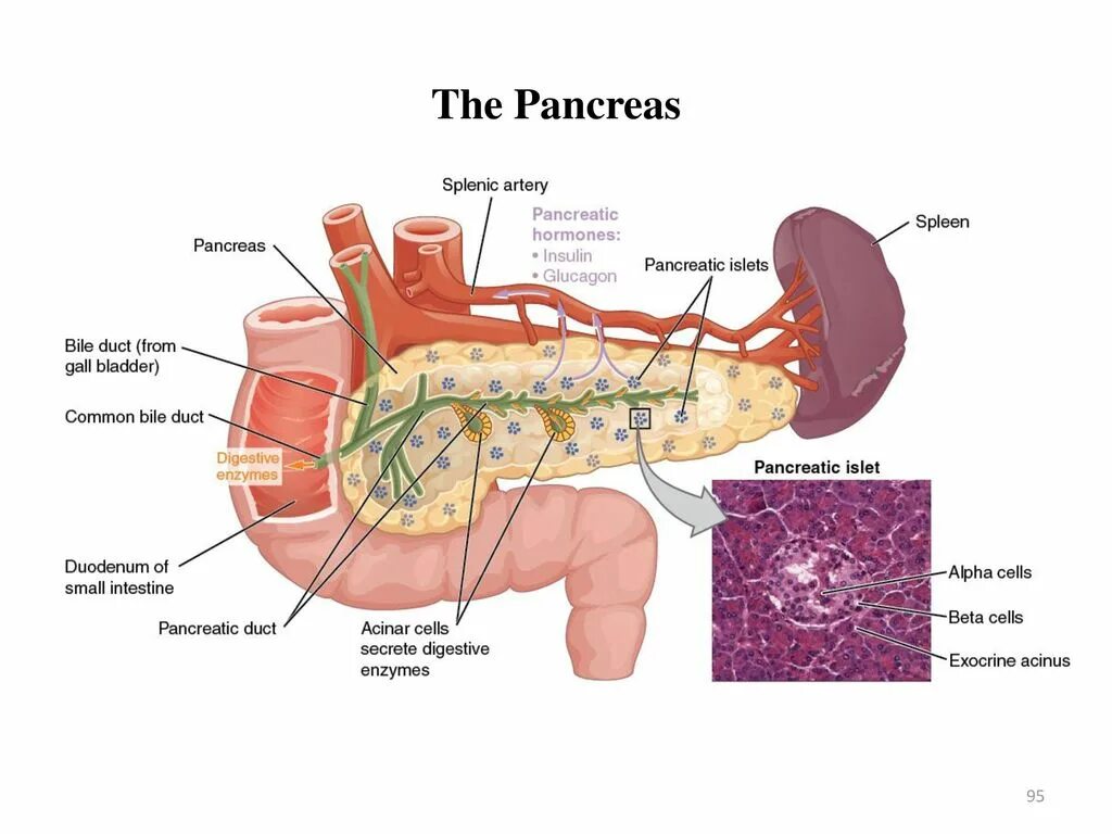 Селезенка 6 лет. Строение поджелудочной железы человека анатомия. Схема строения поджелудочной железы. Печень и поджелудочная железа анатомия строение. Анатомия поджелудочной железы схема.
