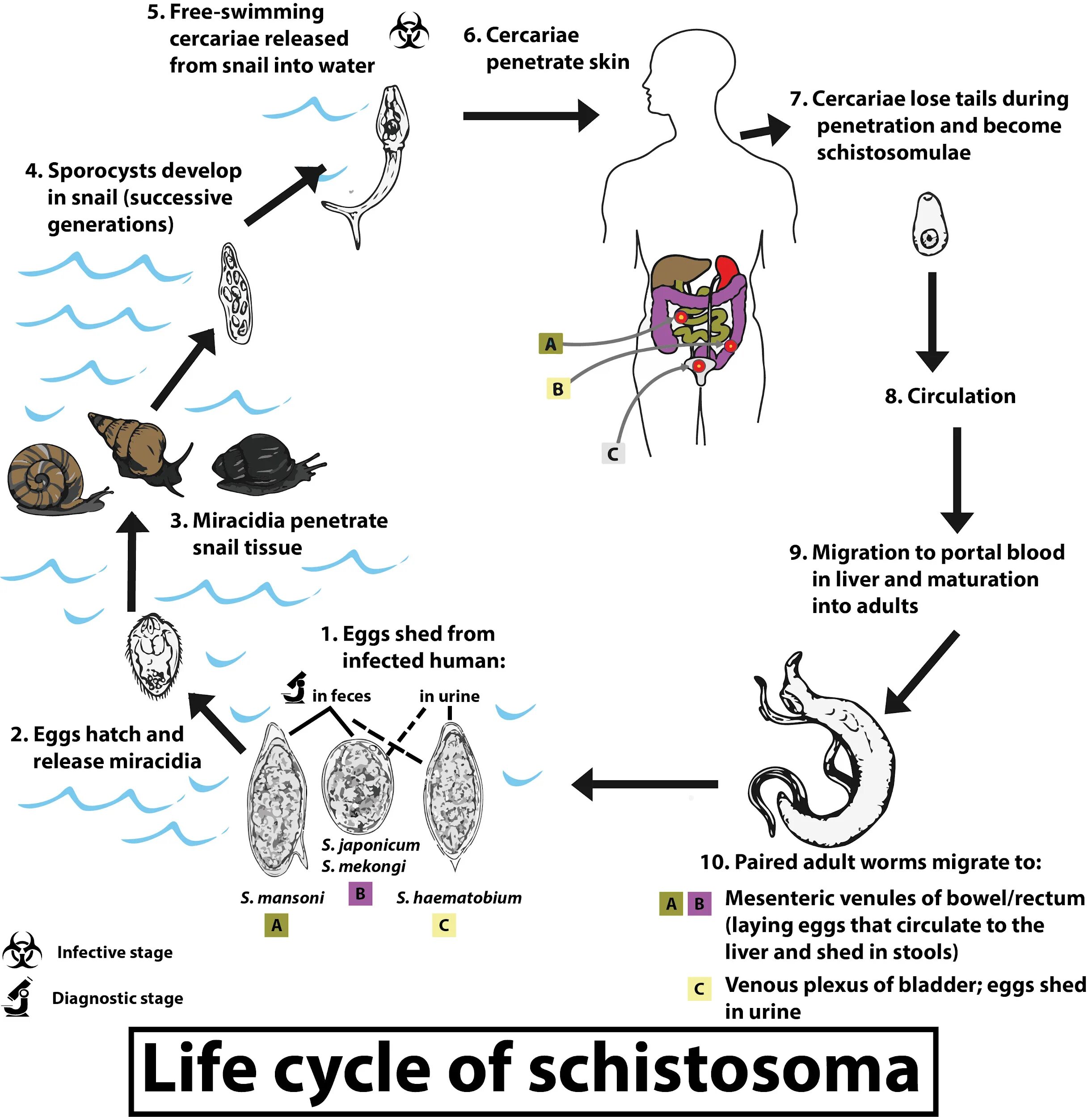 Схема жизненного цикла Schistosoma haematobium. Schistosoma haematobium жизненный цикл. Schistosoma mansoni жизненный цикл. Шистосома жизненный цикл схема.