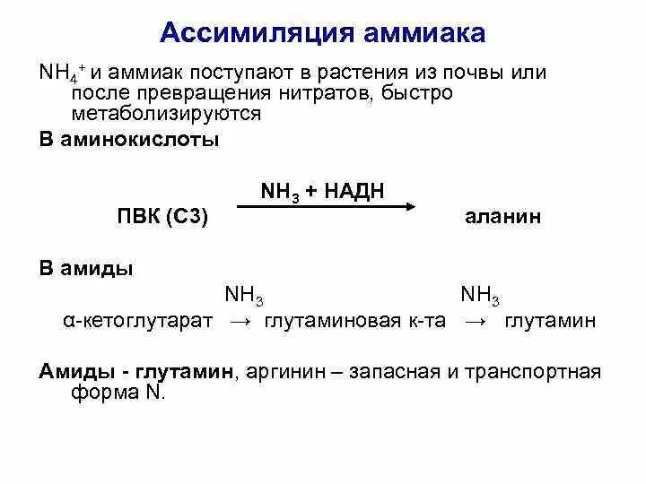 Аммиак после тренировки. Аммиак после тренировки