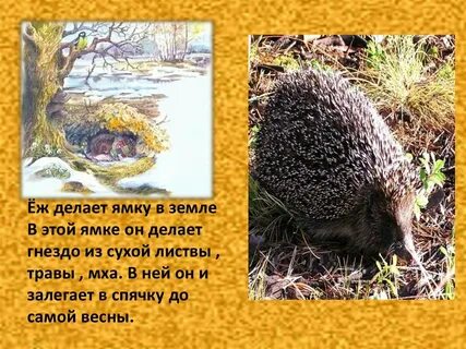 Как еж готовится к зиме