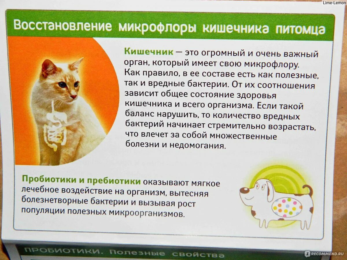 Болезни кормящей кошка. Пробиотики для кошек. Лекарство для восстановления микрофлоры у кошек. Целлюлоза для котов. Пребиотики для кошек при поносе.