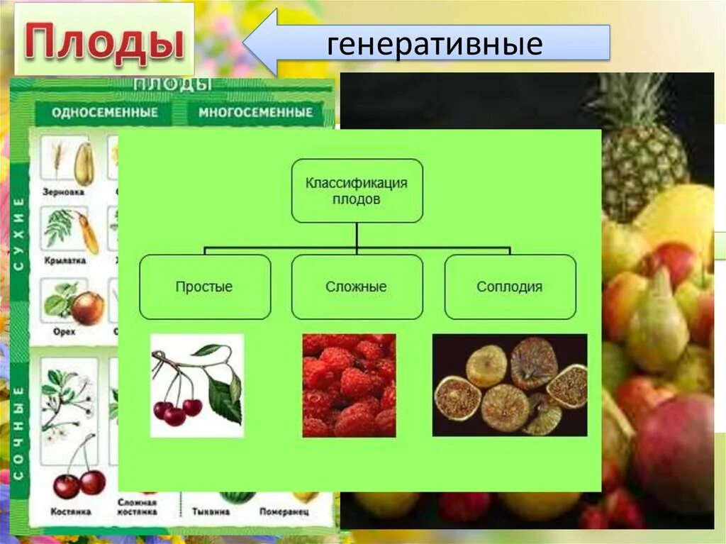 Генеративные органы растений плод. Плоды классификация плодов. Классификация сложных плодов. Классификация плодов растений. Генеративное расширение