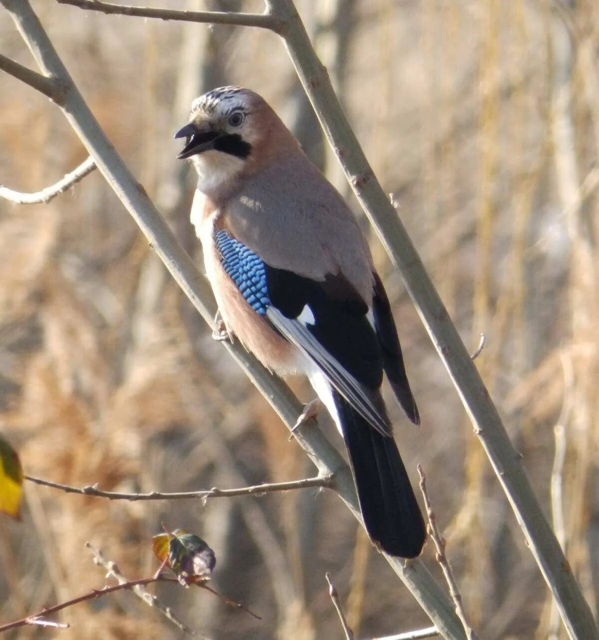 Сойка garrulus glandarius. Юкатанская Сойка. Птицы Подмосковья Сойка. Garrulus glandarius glandarius