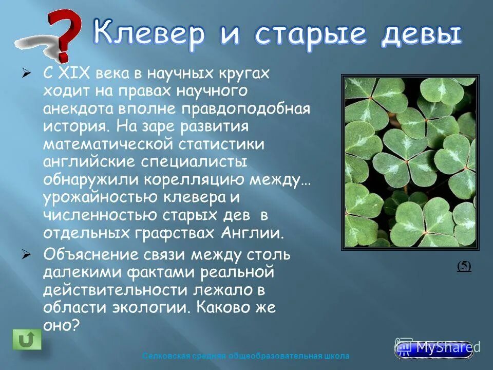 Clover old Gold. Урожайность клевера